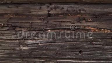 蚂蚁窝在柴火蚂蚁爬在木头的老房子上